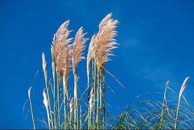 Siamo canne in balia del vento