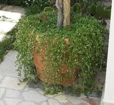 Il vaso della speranza