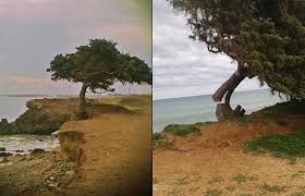 L�albero del ricordo