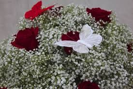 Farfalle d�amicizia