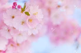 I fiori si vestono di luce