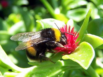 L'immensità nel piccolo