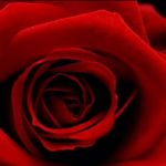 Per sempre amore mio