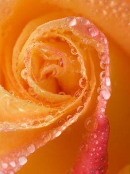 Il Profumo della Rosa