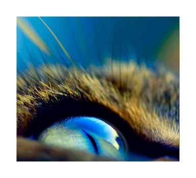 Il Sentiero dell'Angelo Nero