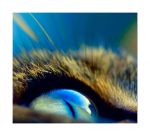 Il Sentiero dell'Angelo Nero