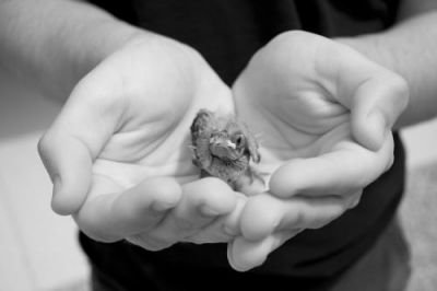 Incubi, Chimere e Realtà