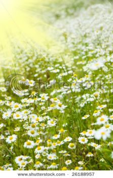 Il Lombrico e la Coccinella