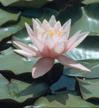 Nella Luce dell'Aurora