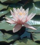 Nella Luce dell'Aurora