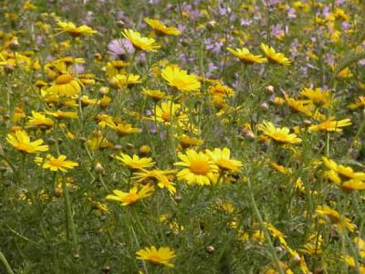 La libera scelta di te