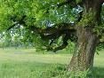 L'albero della quercia