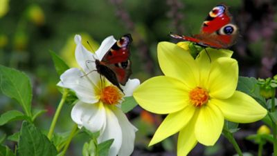 Nell'alba che sta nascendo