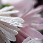 Se qualcosa ho amato