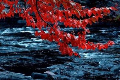 Il volo della foglia