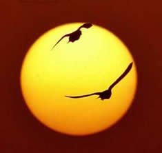 Voi rimarreste nelle vostre illusioni