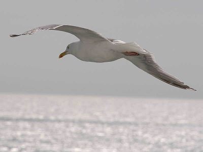 La poesia del gabbiano