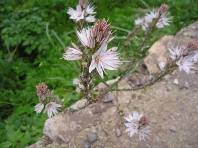 Il giunco e l'asfodelo