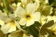 Primula veris