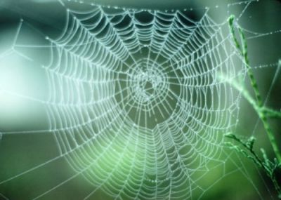 Aracnofobia (ovvero dell'impossibilit� a liberarsi dall'angoscia)