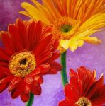 Tributo di gerbere per un amore