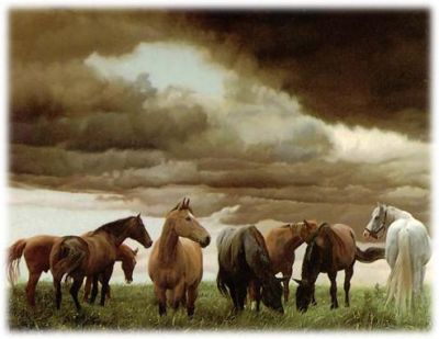 Indomiti cavalli i tuoi sentimenti