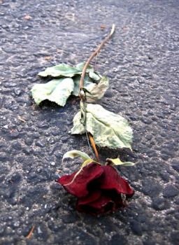 Solitudine in Poesia