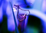 Libellule blu innamorate