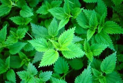 Domenica aperto (con pane fresco)