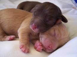 Al Tonfano (anni 50)  