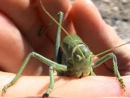 Li sfragelli di Livorno