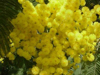 Fior di mimosa