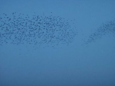 Versi diversi (poesia cabaret)