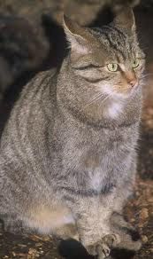 Ir mi' gatto Merlino  