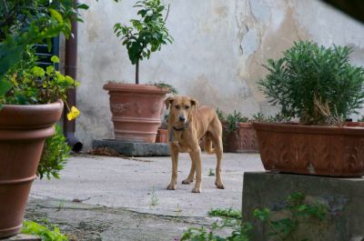 I vecchi vanno ammazzati da piccini