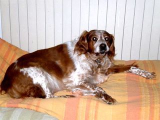 A Laila (gli sguardi!)