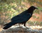 Il corvo