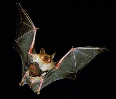 Notturno con pipistrello