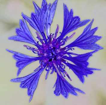 Non strappare l'occhio al fiordaliso