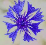 Non strappare l'occhio al fiordaliso