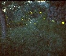 Tra lume di lucciole e gusto di miele