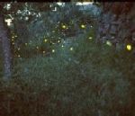 Tra lume di lucciole e gusto di miele