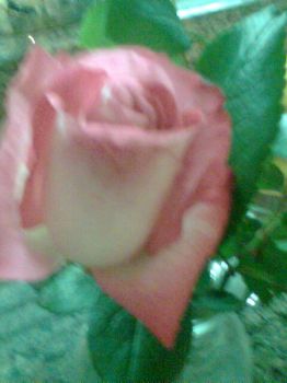 Il mio giardino universale  