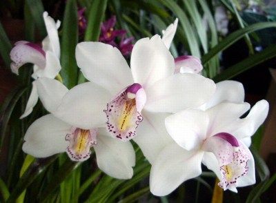 Due anime in sintonia