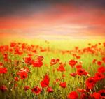 Con gli occhi dell'Amore  