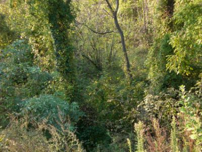 Delirio della fantasia