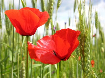Rosso Papavero