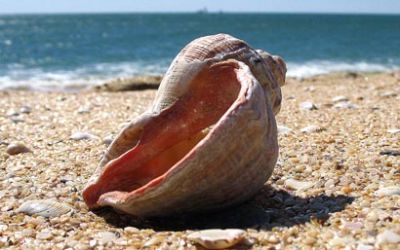 Mi scopro conchiglia