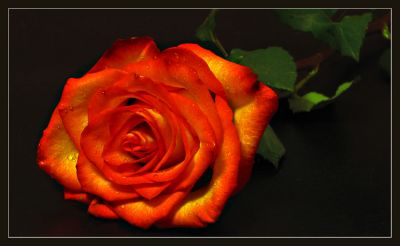 Piccola rosa del piacere