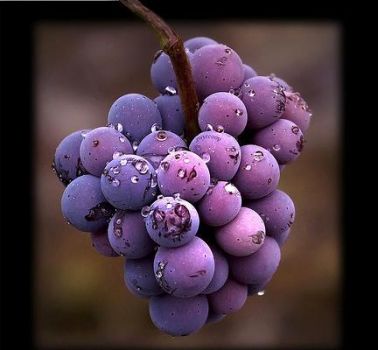 Quasi come... Newton